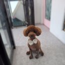 영블리 펫살롱 이미지