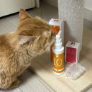 디피케어 | [CATDP] 캣디피 고양이 치약 추천! 예민한 고양이 치주염 증상 케어 후기