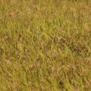 황금커피&주
