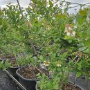 진 농장 이미지