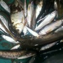 쉬리고기마당 이미지