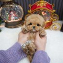 톰퍼피 강아지 분양 이미지