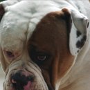 불독 이미지