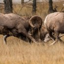 (주)야생 이미지