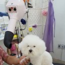 보드레도그 이미지