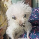 퍼피즌동물병원 이미지