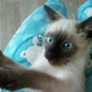 레오그루밍 이미지