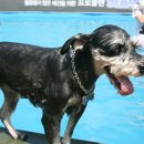 애견랜드 이미지