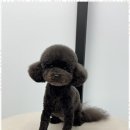 오쿠숑 이미지