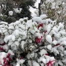 프렌치 비자림 이미지