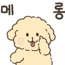 다온애견미용 이미지