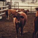 지성축산 이미지