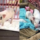 돼지두마리 이미지