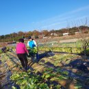 김장배추 150포기~ 이미지