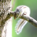 아기다람쥐 이미지