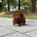 강아지분양 책임분양 무료분양 [ 소형견 중형견 특수견 / 카바푸분양 폼스키분양 가능해요 ] 이미지