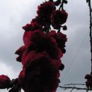 대구여자상업고등학교 이미지