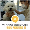 미용하는 훈련사 이미지