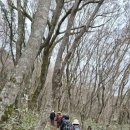 한라산둘레길 돌오름길 | 한라산 둘레길(천아숲길, 돌오름길)