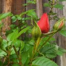 돼지가 미소지을때 이미지