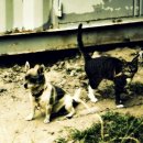 멍이와 양이 이미지