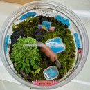 반려식물 테라리움 만들기 | 가드닝아트: 나의 작은 정원> 반려 식물 테라리움 만들기 / 검단신도시미술 / 검단신도시미술학원...