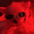 골드퍼피 애견유치원 이미지