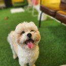 댕냥테라피 이미지