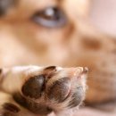 강아지발바닥 이미지