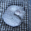 자연에서온 편지 | 친구랑 보기좋은 넷플릭스 힐링 애니메이션 영화추천 | 연의 편지