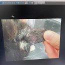 영종H동물의료센터 네이버블로그