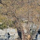 입곡군립공원(출렁다리) | 날씨 좋은 날 가을이 깊어가네요. 함안 입곡군립공원 출렁다리(2025.11.19)