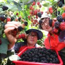 번호골농장 이미지