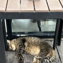선영오토바이