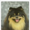 모리펫샵 이미지