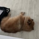 체인지펫미용 이미지