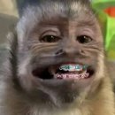 (주)찜샤브 이미지