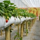 온누리농장 이미지