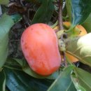 청도감마을 이미지