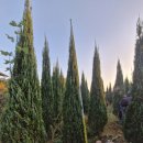 유진그린비료(주) 농업회사법인 | 🌲 은청색의 매력, 블루엔젤(Blue Angel) H4.0 식재 및 전지 작업 후기🌲