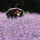 색다른 보랏빛 여행지가 펼쳐지네요"... 6월 보랏빛 감상하러 떠나는 여행지 이미지