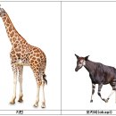 [이영일의 과학칼럼] ⑥ 목이 긴 기린은 어떻게 진화되었나? - 목의 길이를 조절하는 ‘FGFRL1′ 유전자 이미지