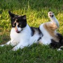 개밥주는고양이 이미지