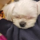 토실이네 애견 이미지