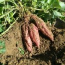 순만농장 이미지