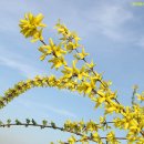 개나리 Forsythia koreana (Rehder) Nakai 이미지