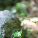 굽이치는 용의 등줄기타는 사천 와룡산 (2016.4.30일)산행기 이미지