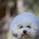 프리제(frise) 이미지