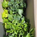 모종 사왔어요 이미지