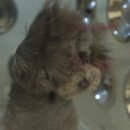 기장애견 이미지